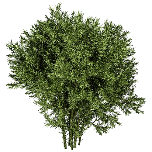 现代植物灌木景观树