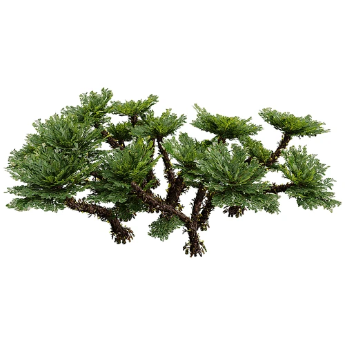 现代树景观树灌木植物