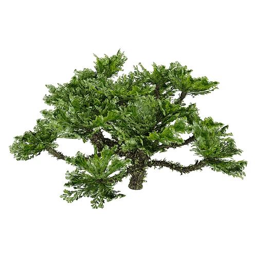 现代树景观树灌木植物
