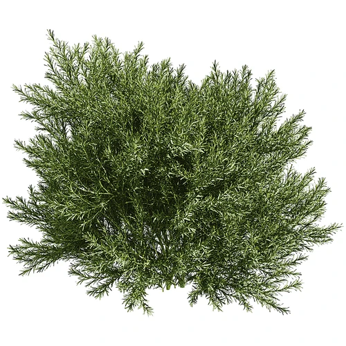 现代树景观树灌木植物