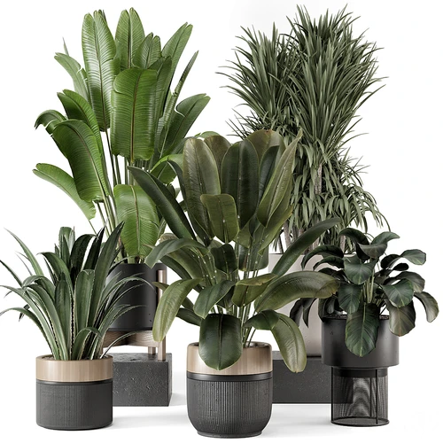 现代植物盆栽