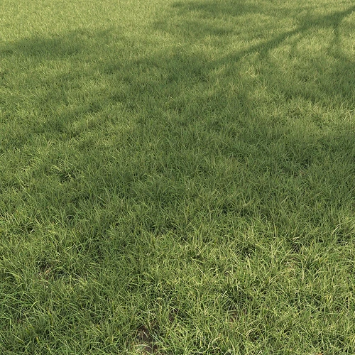 现代草地