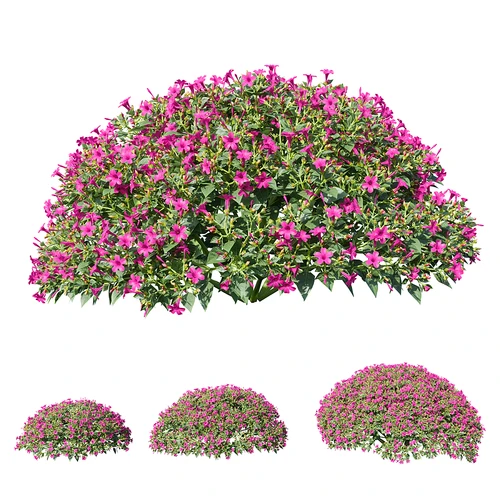 现代植物灌木