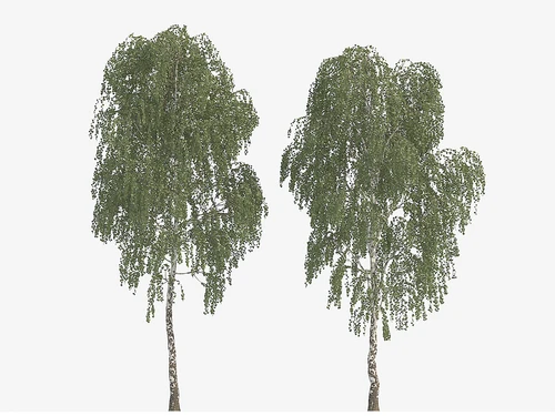 大树