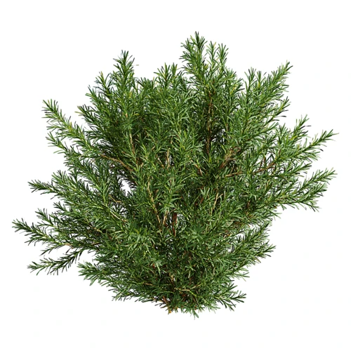 现代植物侧柏