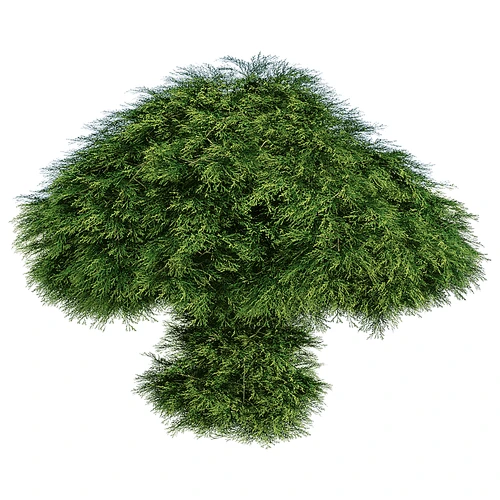 现代植物灌木景观树