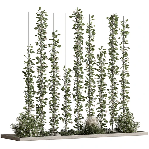 现代藤曼植物