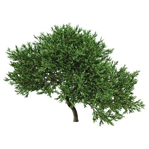 现代树景观树灌木植物