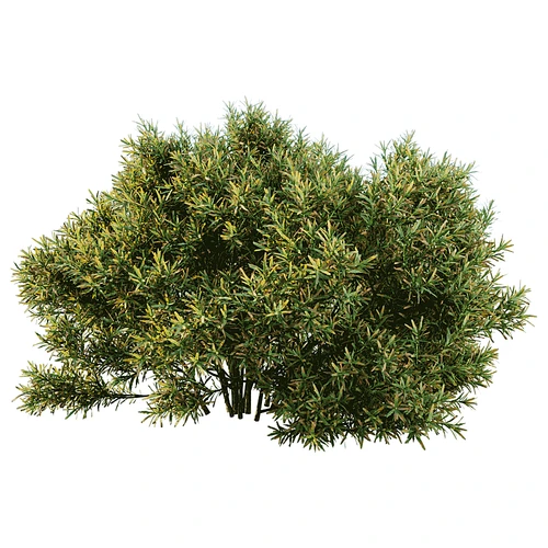 现代树景观树灌木植物