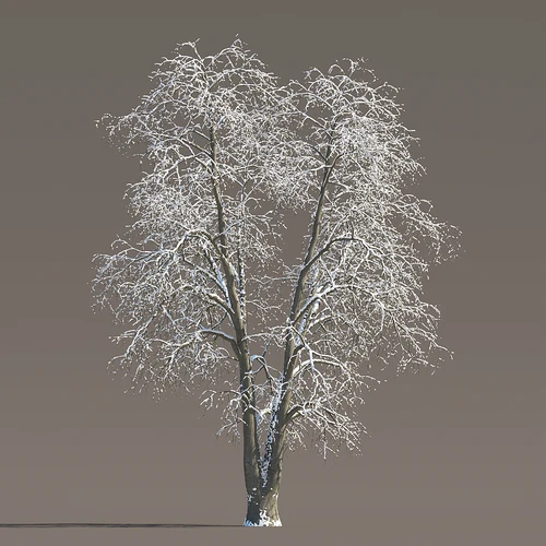 冬季雪树