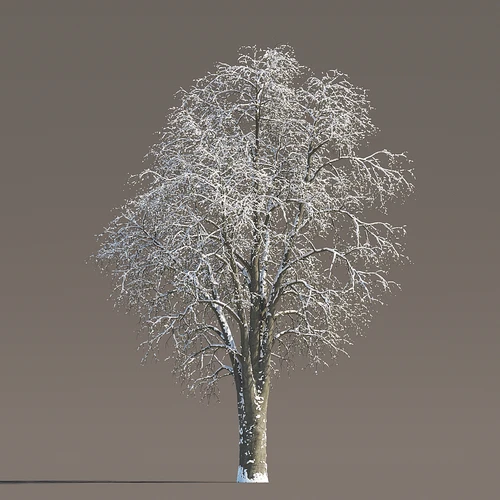 冬季雪景植物
