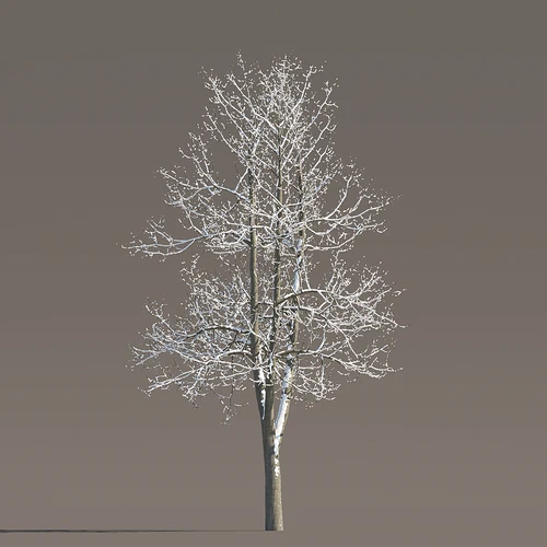 冬季雪景植物