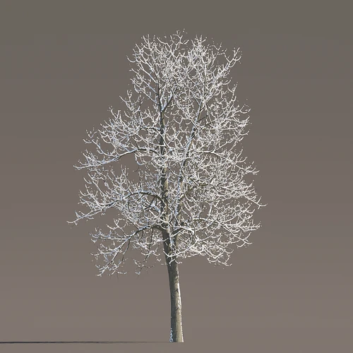雪景树