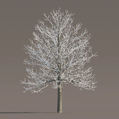 雪景树