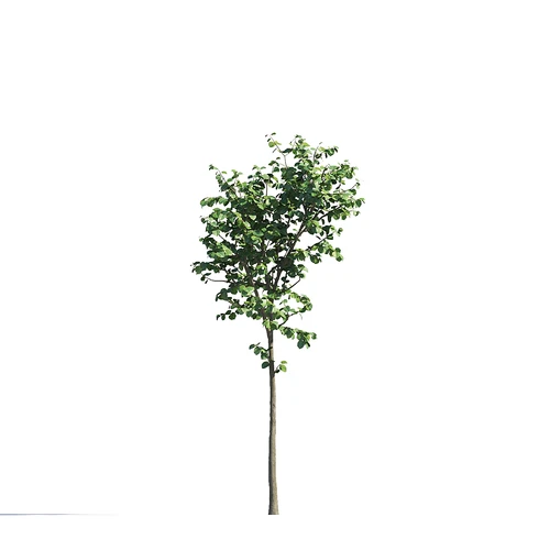 现代景观树