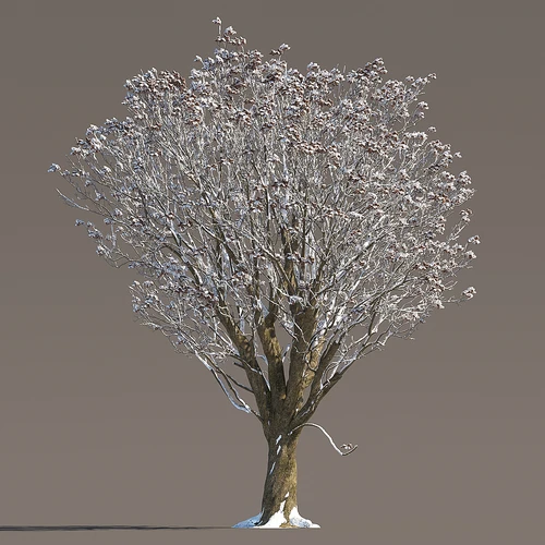 冬季雪景植物