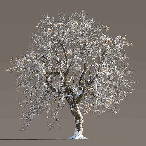 冬季雪景植物