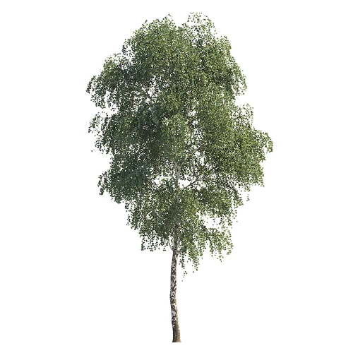 现代庭院树