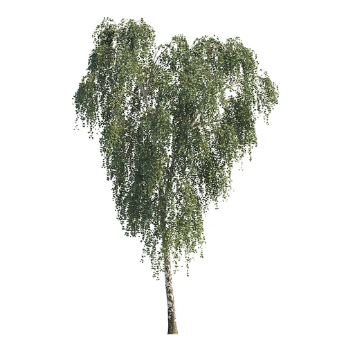 现代常绿树