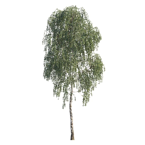 现代乔木