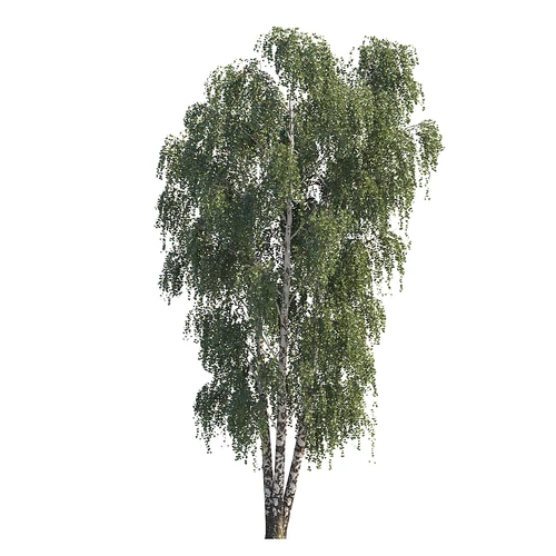 现代景观树