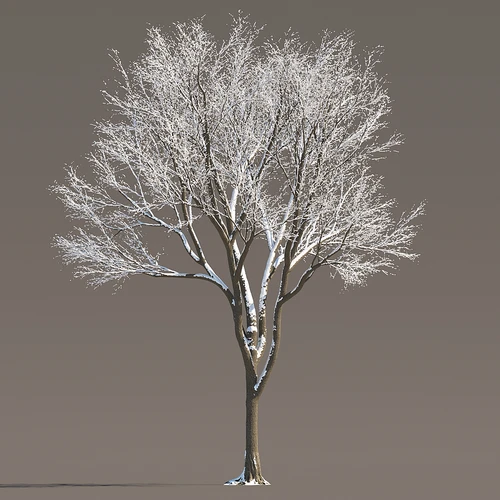冬季雪景植物