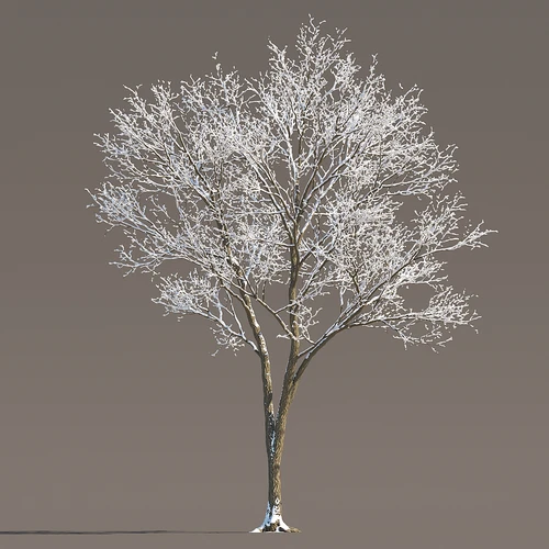 现代冬季雪树