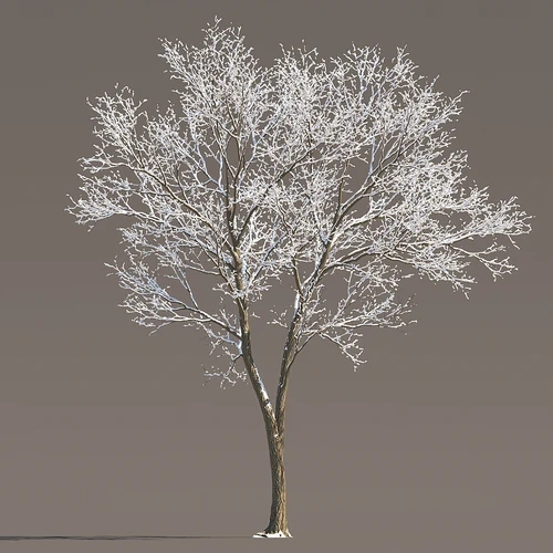 现代冬季雪树