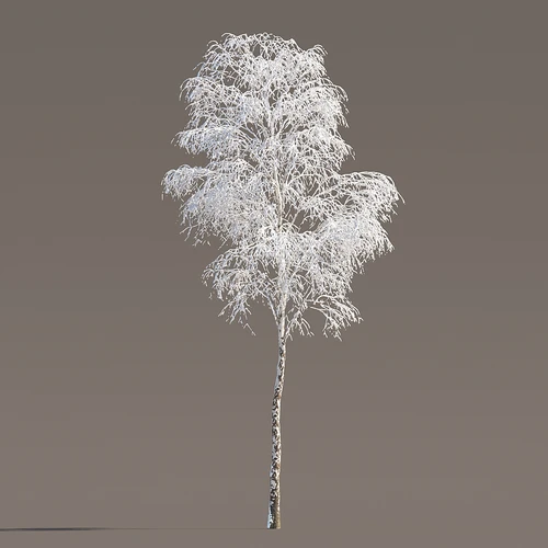 冬季雪景植物