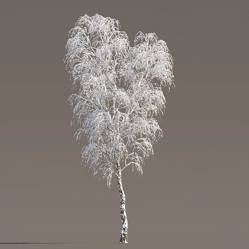 冬季雪天植物