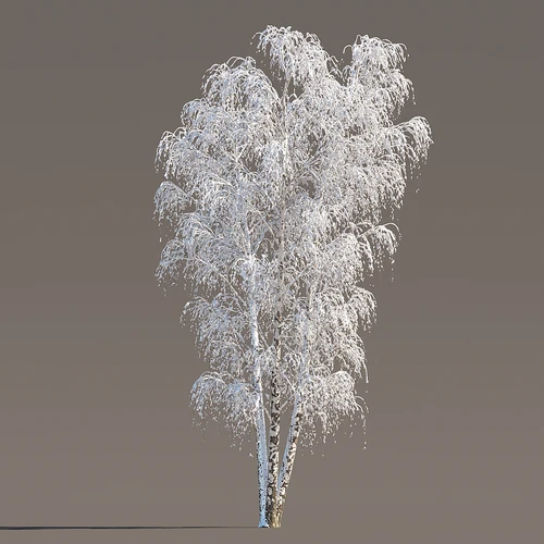 冬季雪景植物