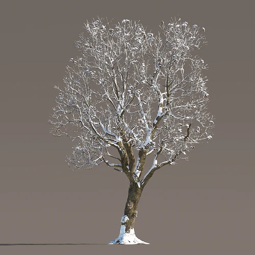 冬季雪景植物
