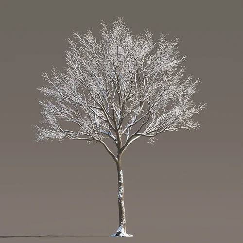 现代冬季雪树