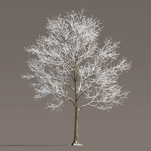 冰雪树