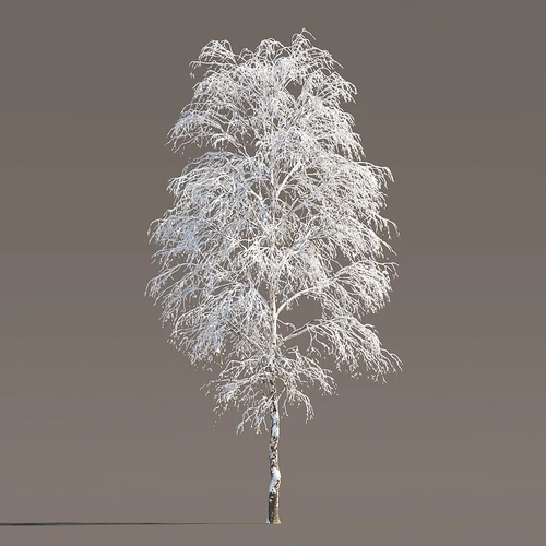 冬季雪景植物