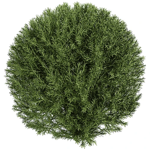 现代植物灌木景观树