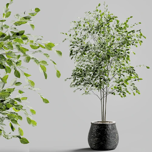 现代植物盆栽