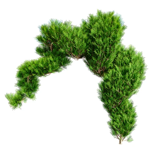 现代景观树