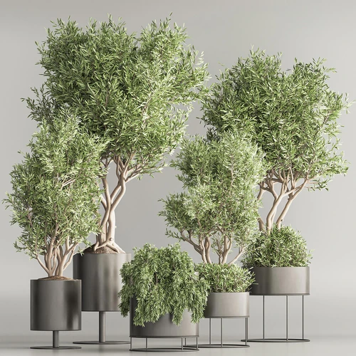 现代植物盆栽组合