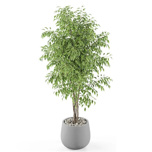 现代植物盆栽