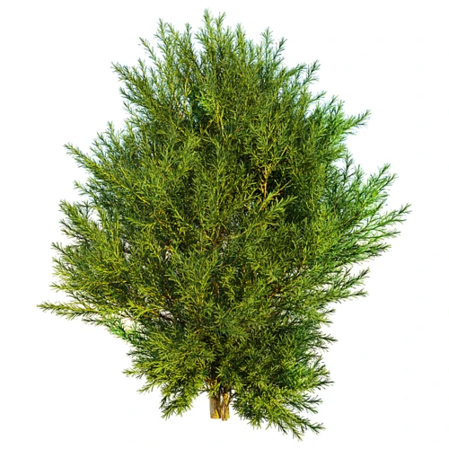 现代植物侧柏