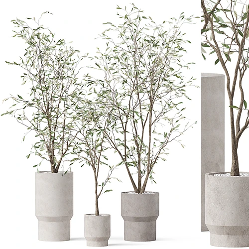 现代植物盆栽组合