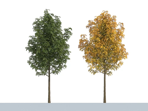 树木 大树 植物 绿植 树