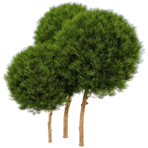 现代树 植物