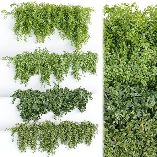 挂墙植物合集第64卷