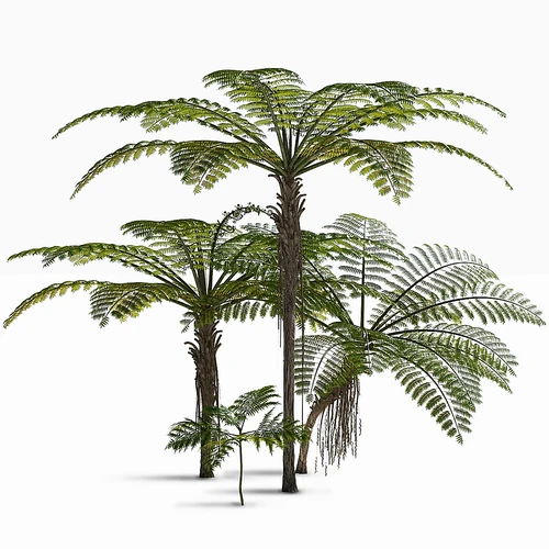Treefern dicksonia antarctica 南极树蕨