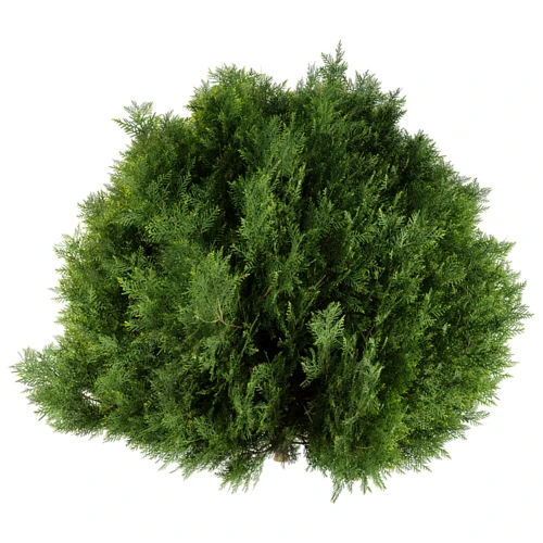 现代植物侧柏