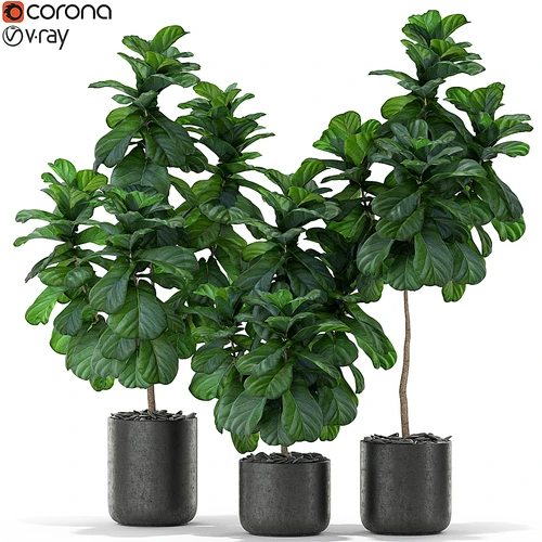 植物收藏 366