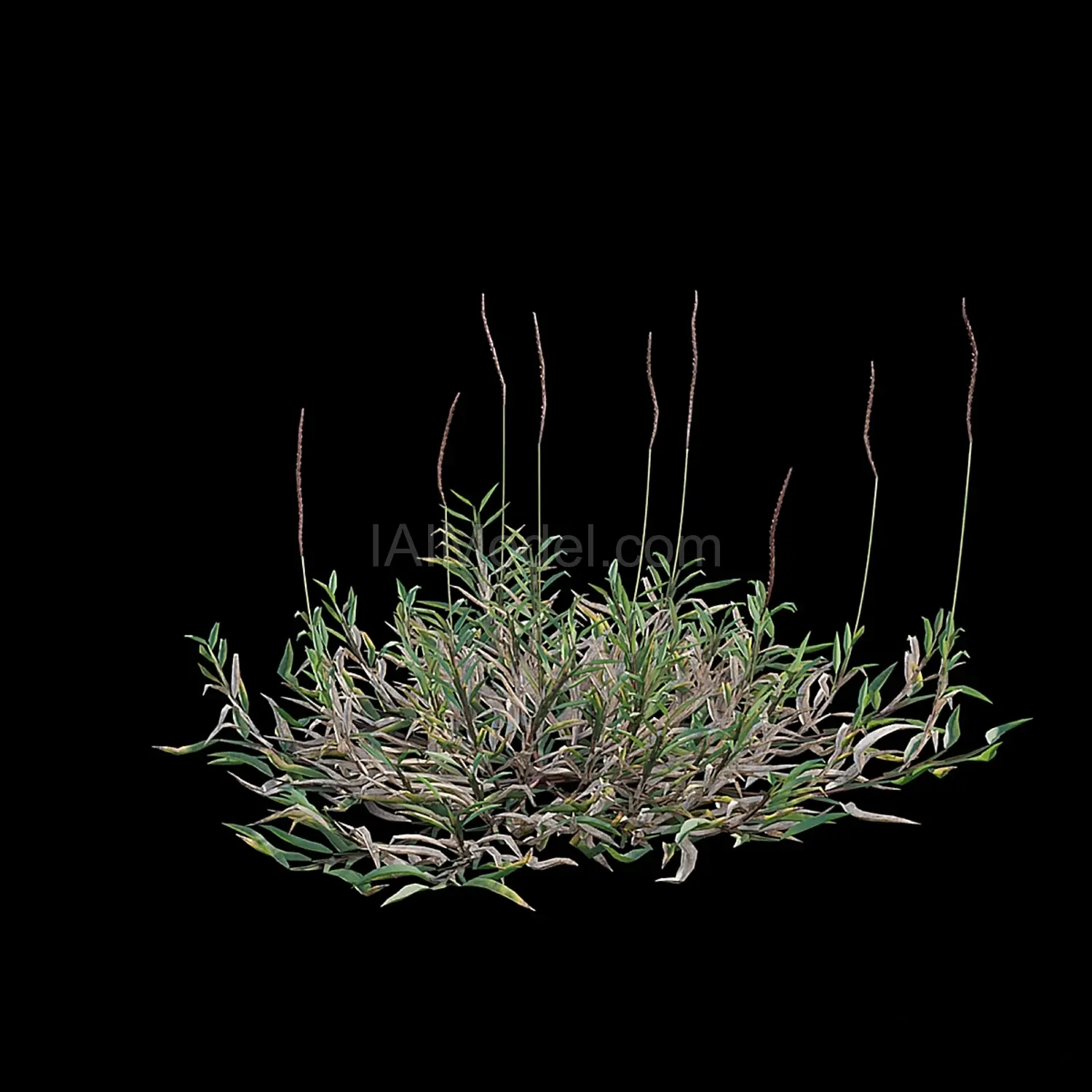 img7