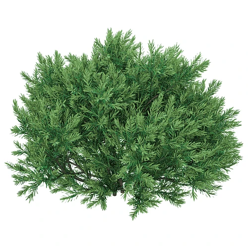 现代植物灌木